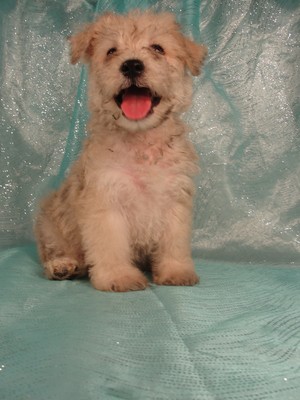 Male Schnoodles for Sale|Iowa Breeder|Shipping $150